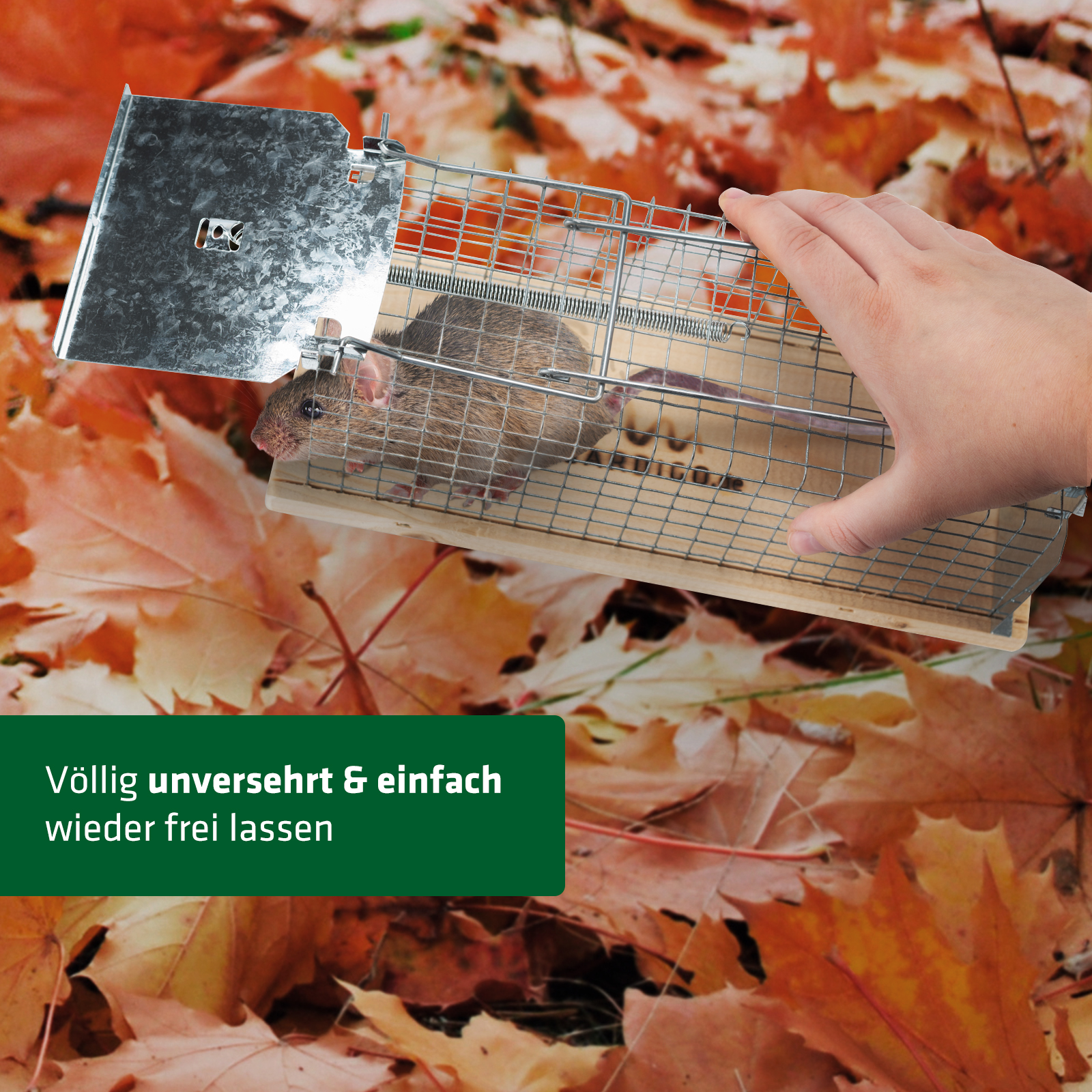 Ratten lebend fangen in der Lebendfalle und in der Natur wieder freilassen. 
