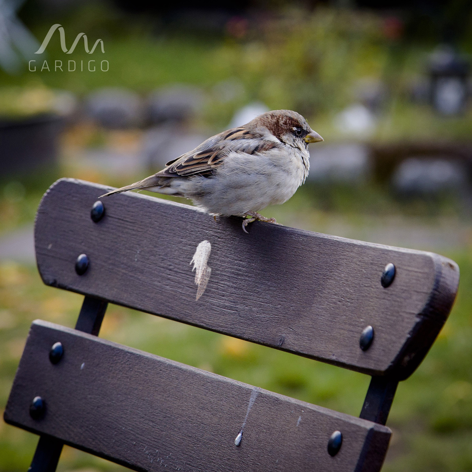 60090-Vogel-Abwehr-Solar-Vogelkot-Terrasse Vogelkot kann auch bleiben Flecken auf Gartenmöbeln hinterlassen, die nur schwer wieder auszubessern sind.