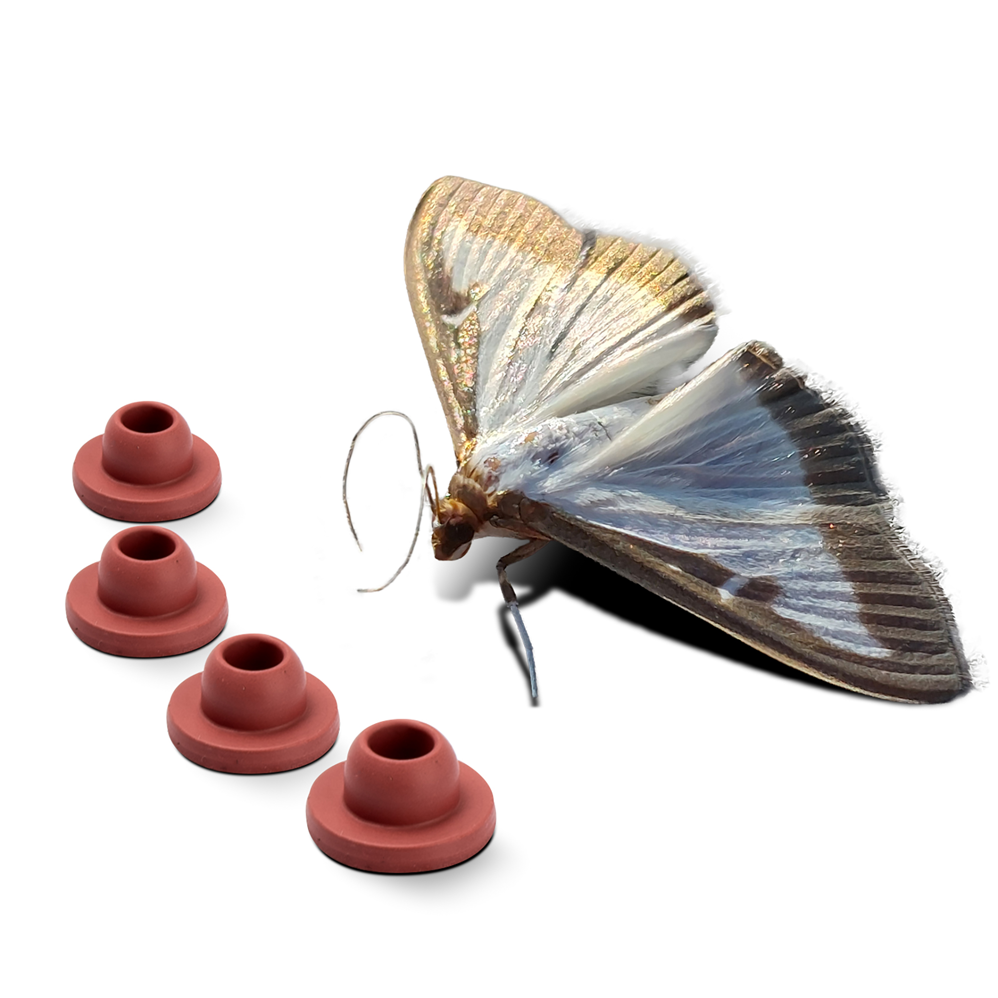 Buchsbaumzünlser-Pheromon-Lockstoff von GARDIGO