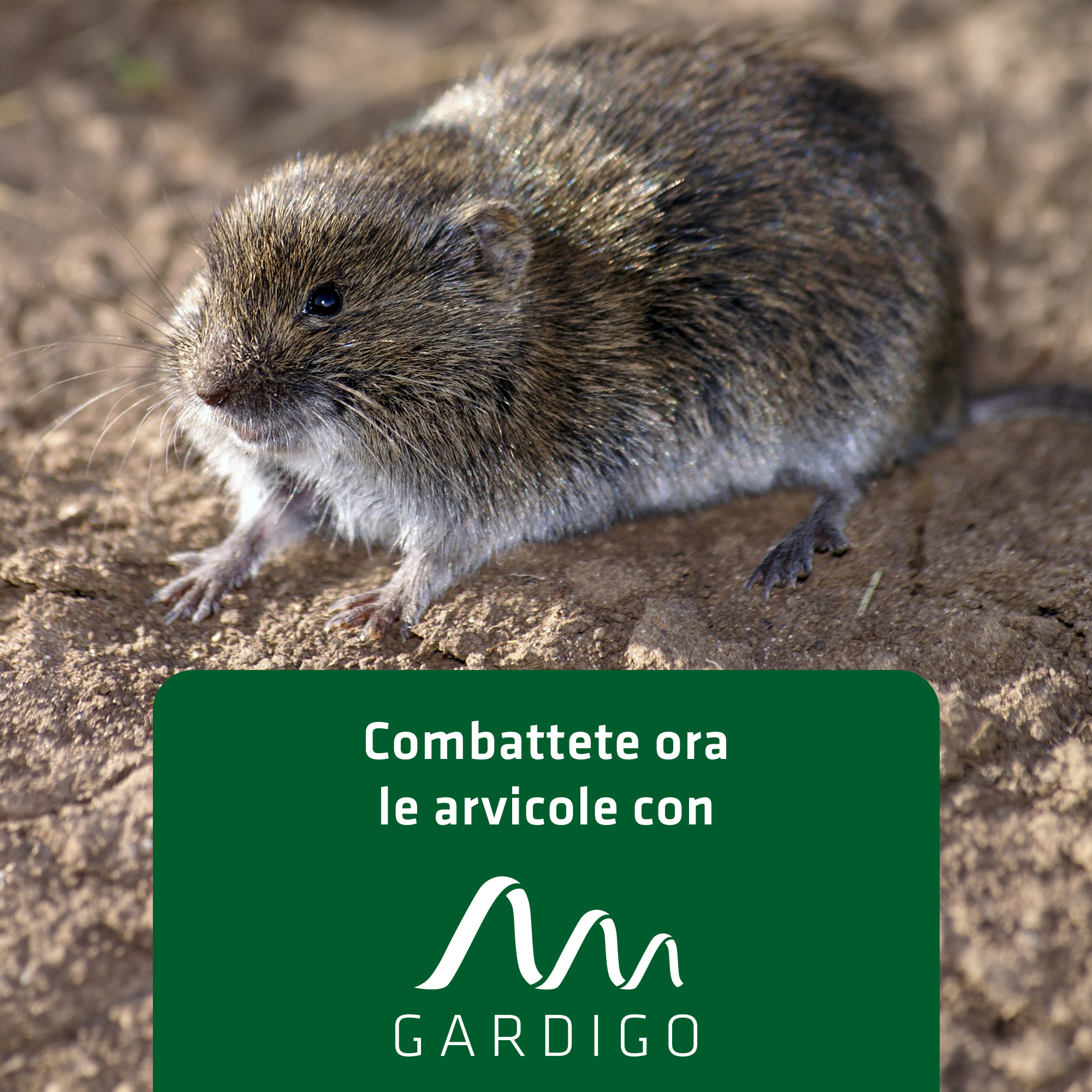 Trappole per Talpe e Arvicole | Set da 4 | Anti Talpe da Giardino a Tenaglia