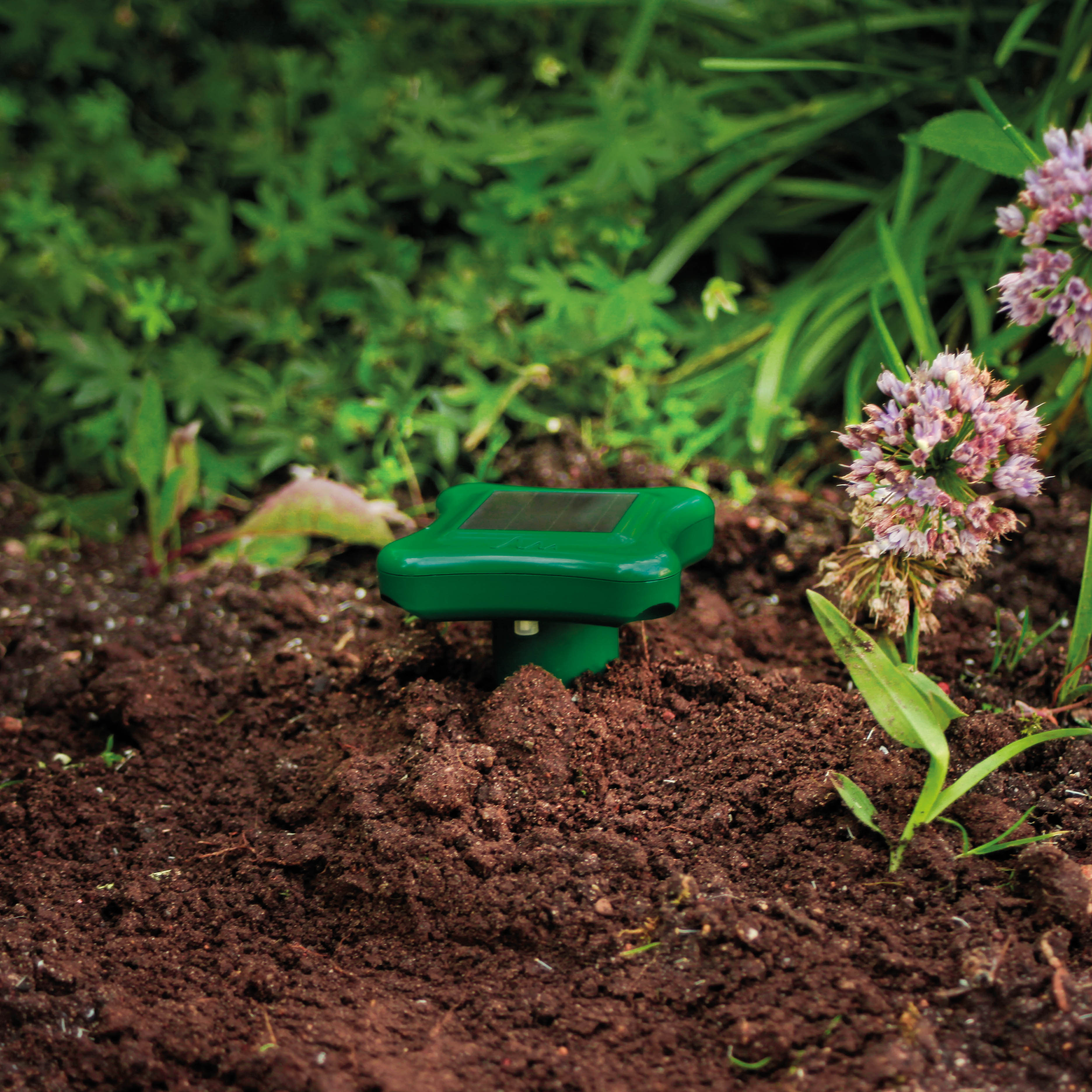 Der Ameisenschreck sendet Schall in den Boden und hält Ameisen aus dem Bereich fern.