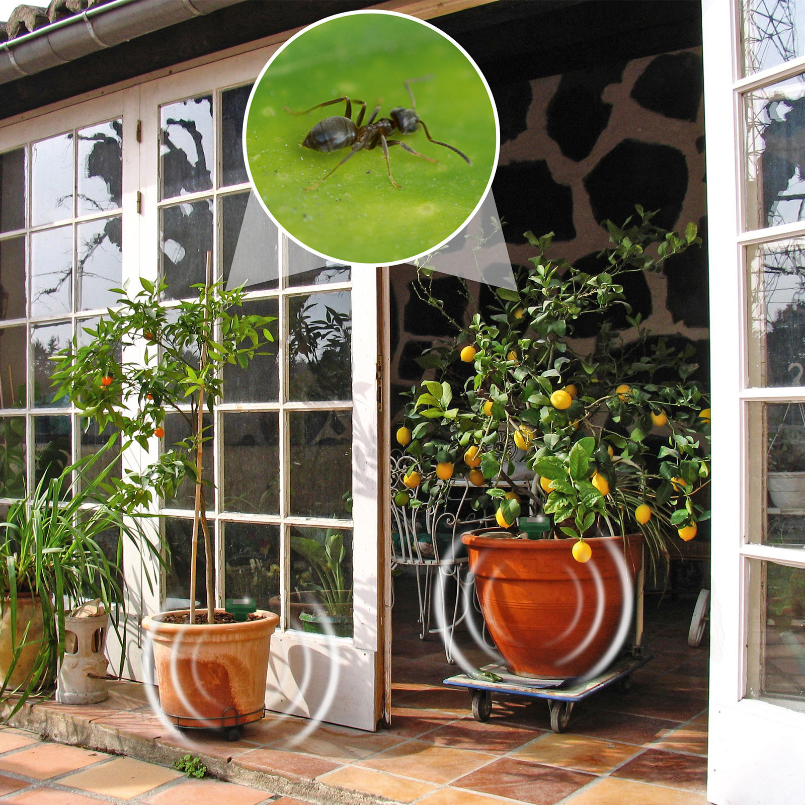 Ameisen, die Ihre Pflanzen angreifen, sollten vertrieben werden.