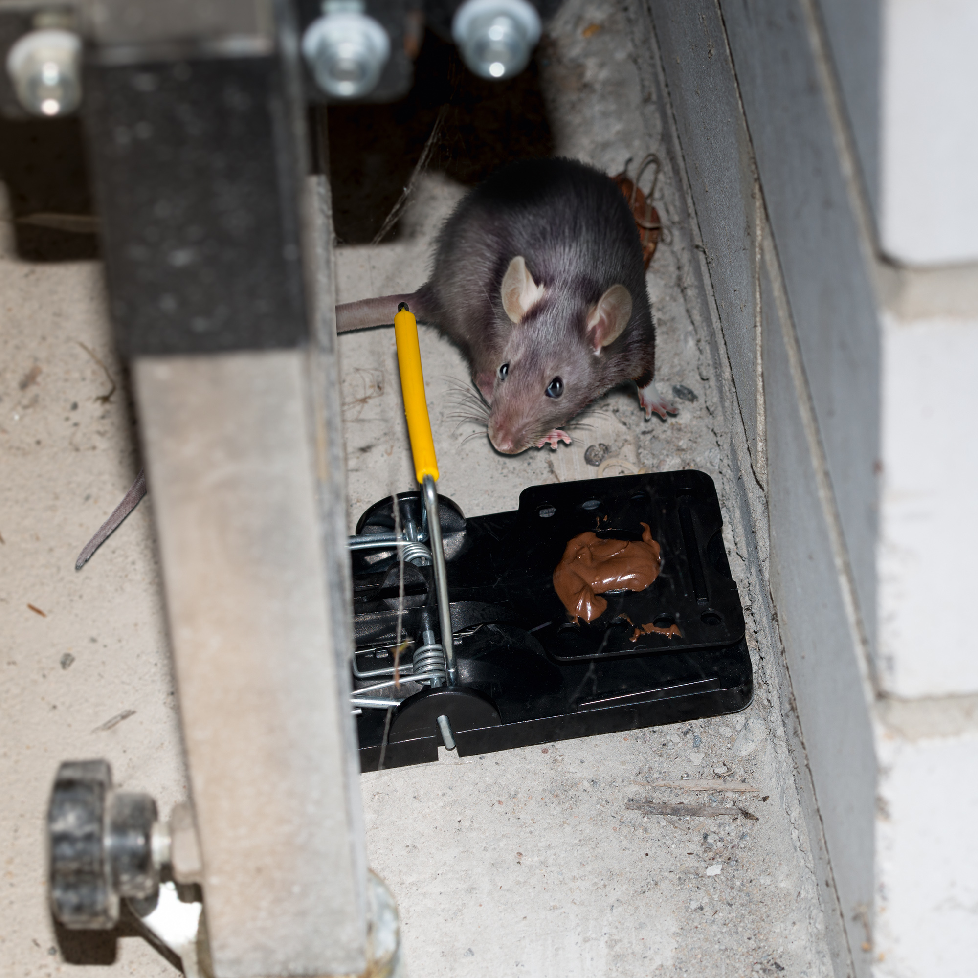 Ratten fangen mit einer Rattenfalle