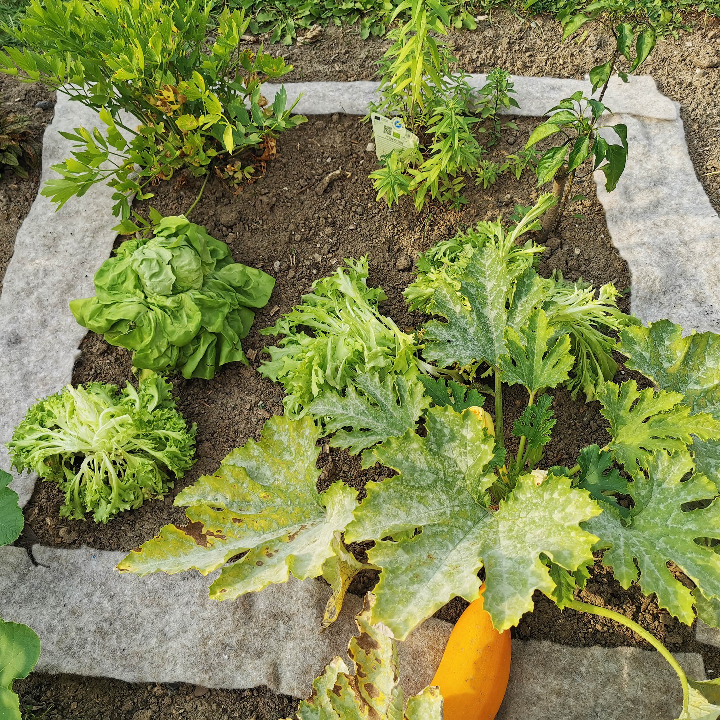 Schützen Sie ihre Gemüse vor den gefräßigen Schnecken in Ihrem Garten.