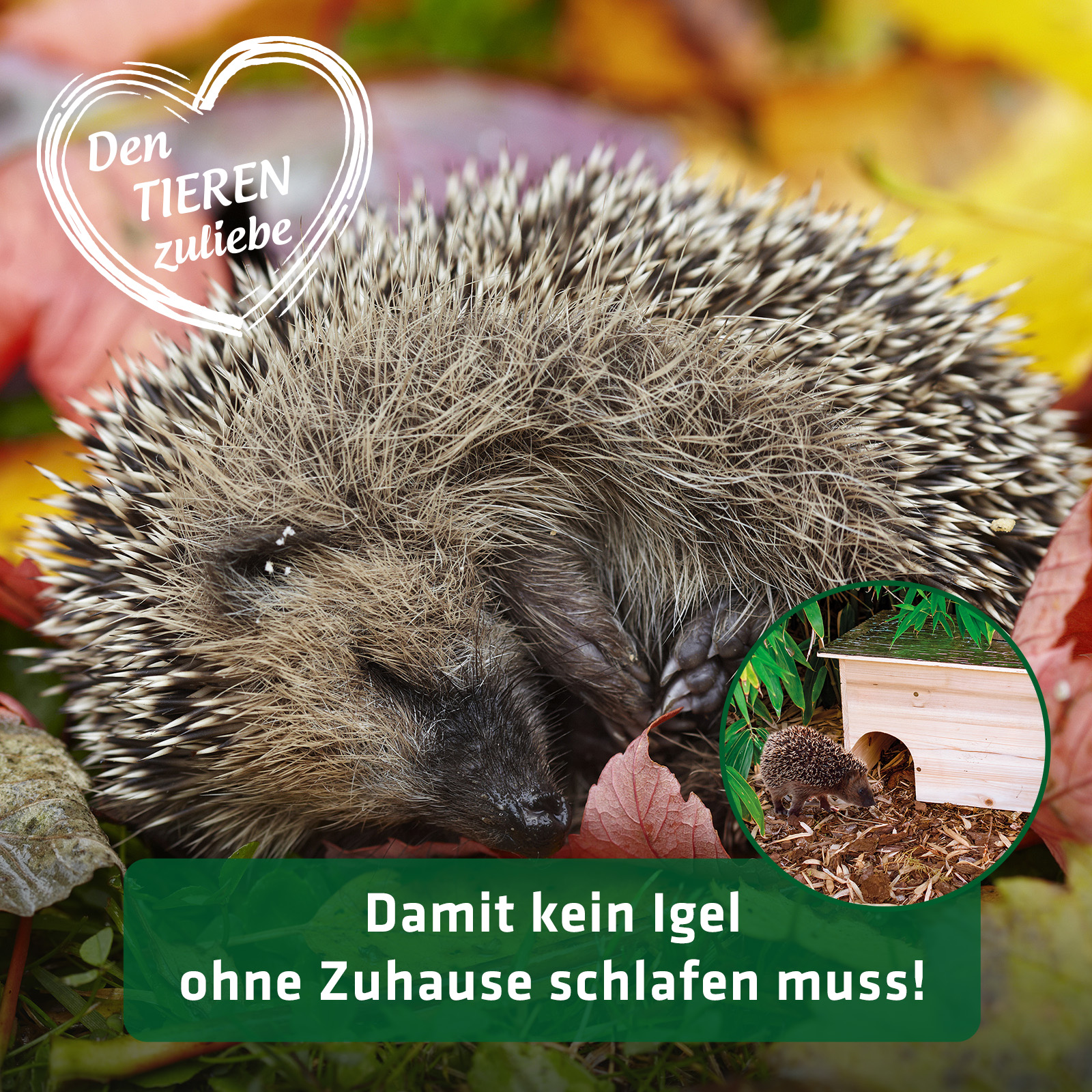 Machen Sie Ihren Garten igelfreundlicher damit kein Igel ohne Zuhause schlafen muss. 
