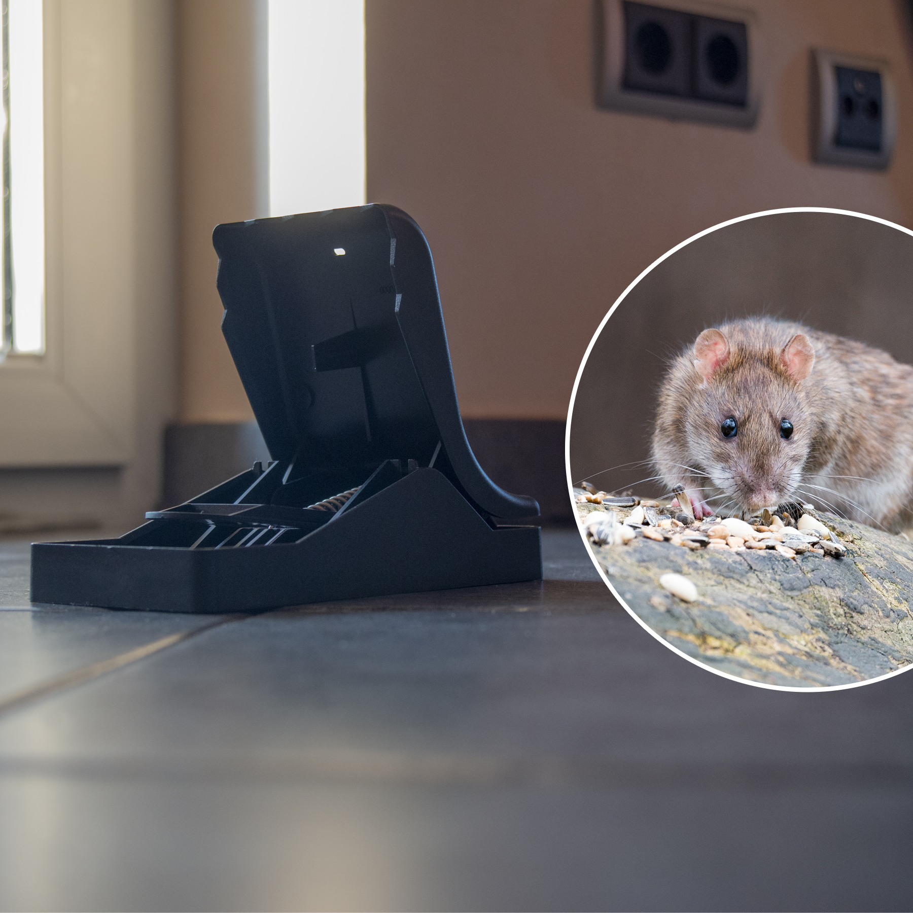 Ratten gehören nicht in den Haushalt da sie Krankheiten schnell übertragen können.