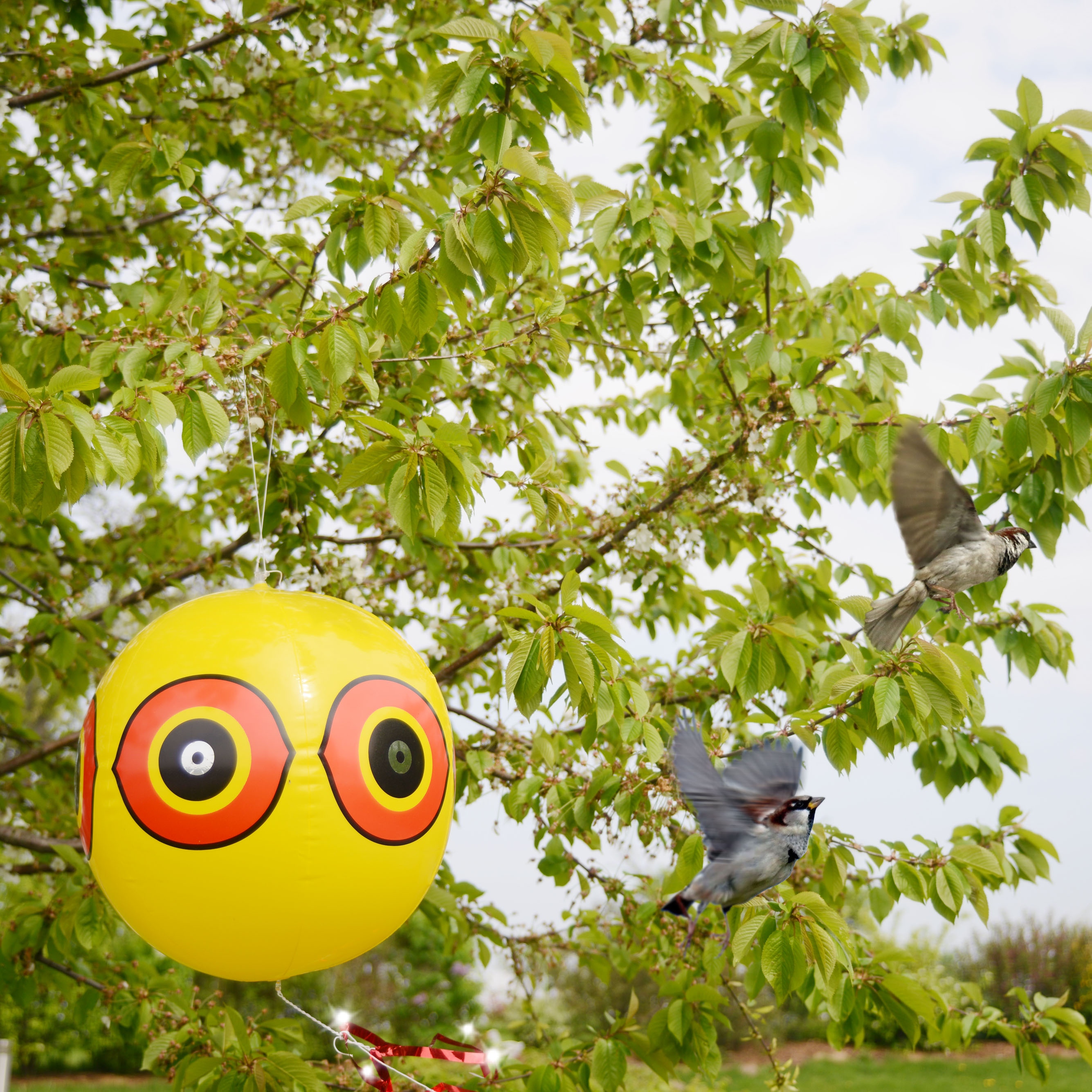 Die reflektierenden Augen und das glitzernde Flatterband hält Vögel von Ihren Kirschen fern.
