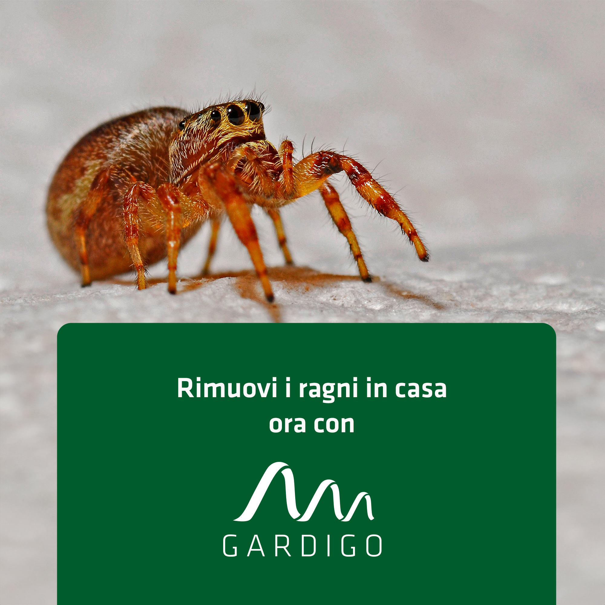 Acchiappa Insetti | con Lente d’Ingrandimento | Cattura Insetti Vivi