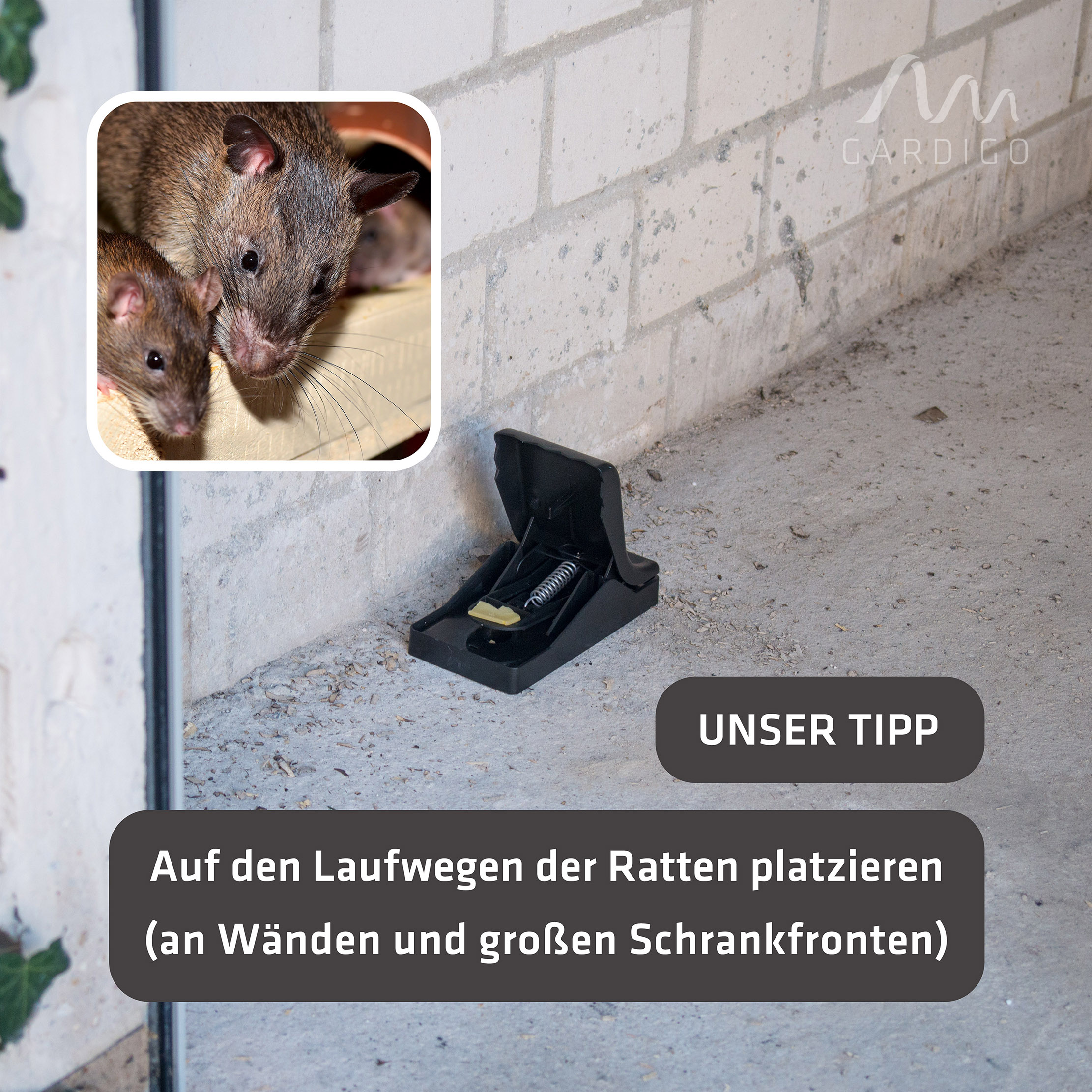Wichtig ist, dass die Rattenfalle richtig platziert ist.