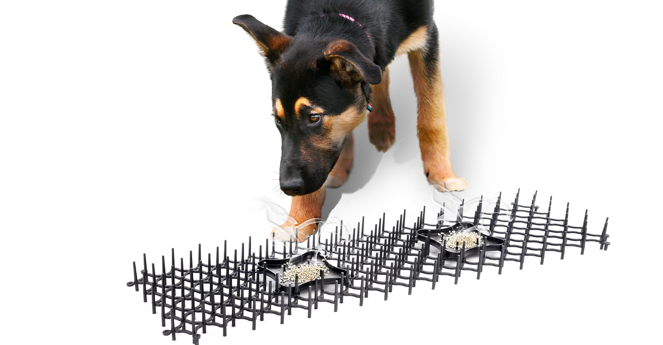 Hunde mit Duft vertreiben