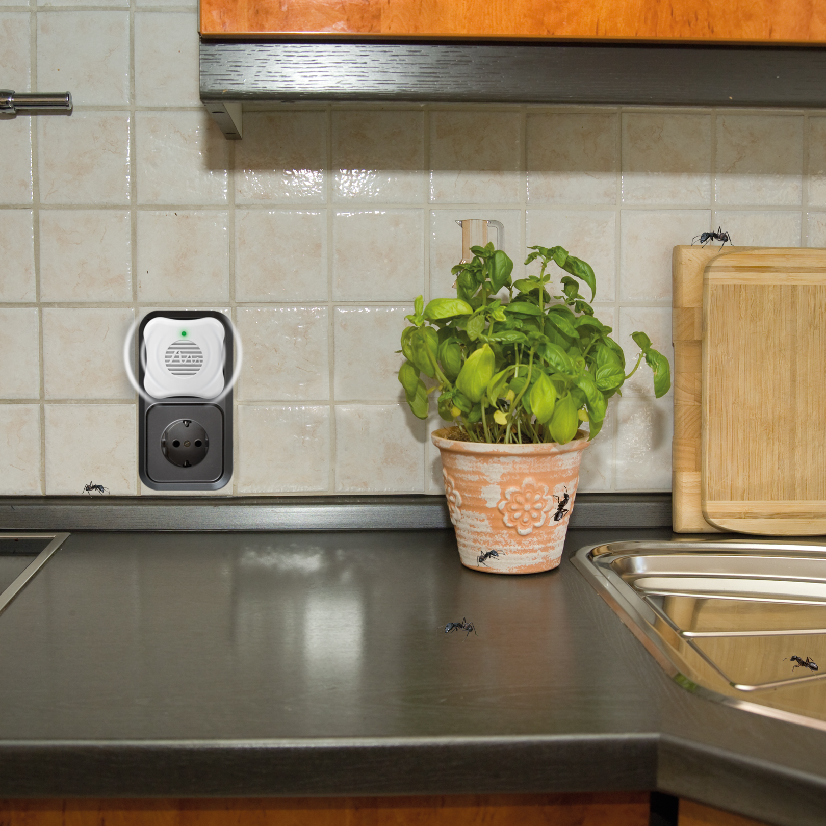 66988-Ameisen-Feind-Ameisen-in-der-K-che-Haushalt Wenn Ameisen im Haus sind, dann meistens in der Nähe von Lebensmittel denn dort finden sie Nahrung.