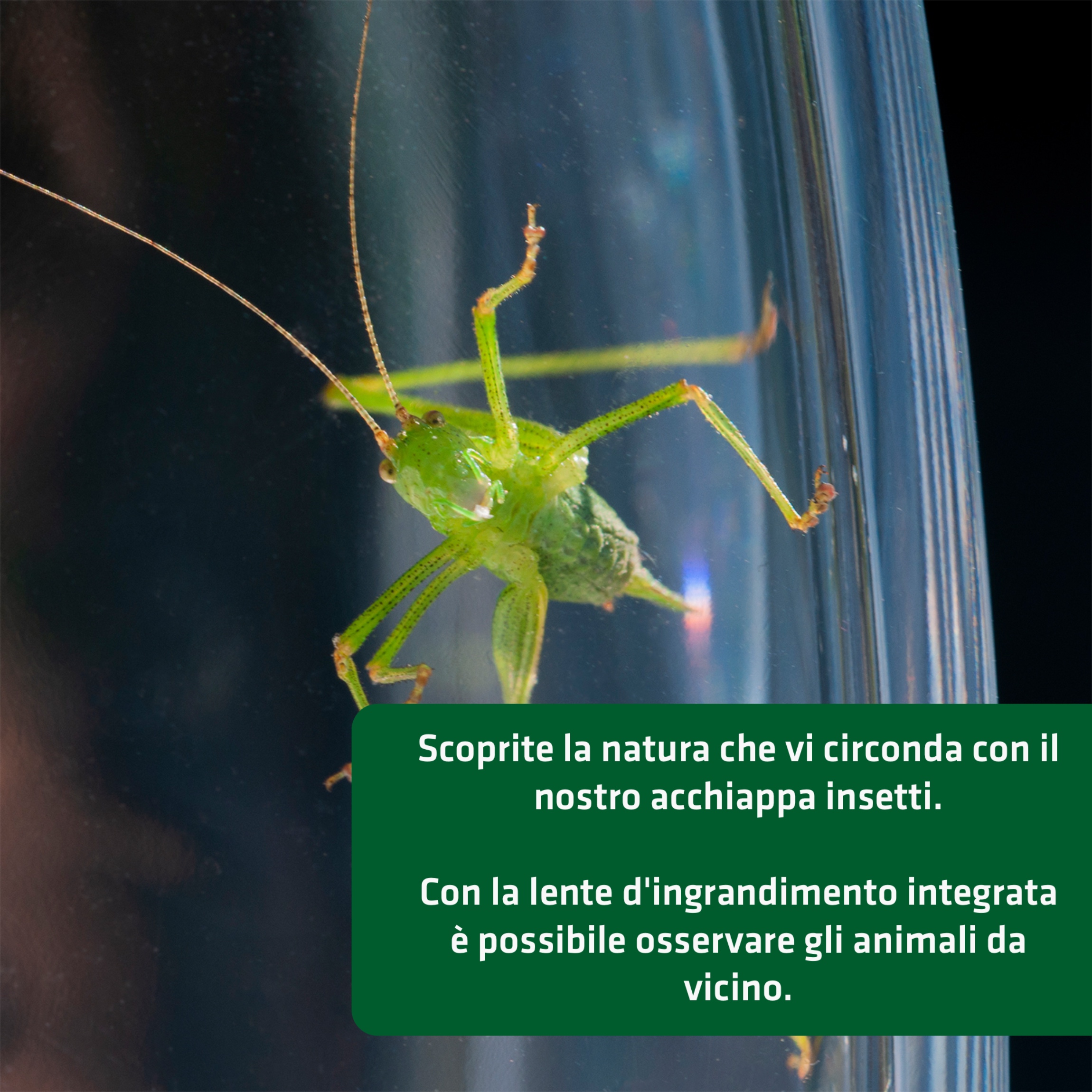 Acchiappa Insetti | con Lente d’Ingrandimento | Cattura Insetti Vivi