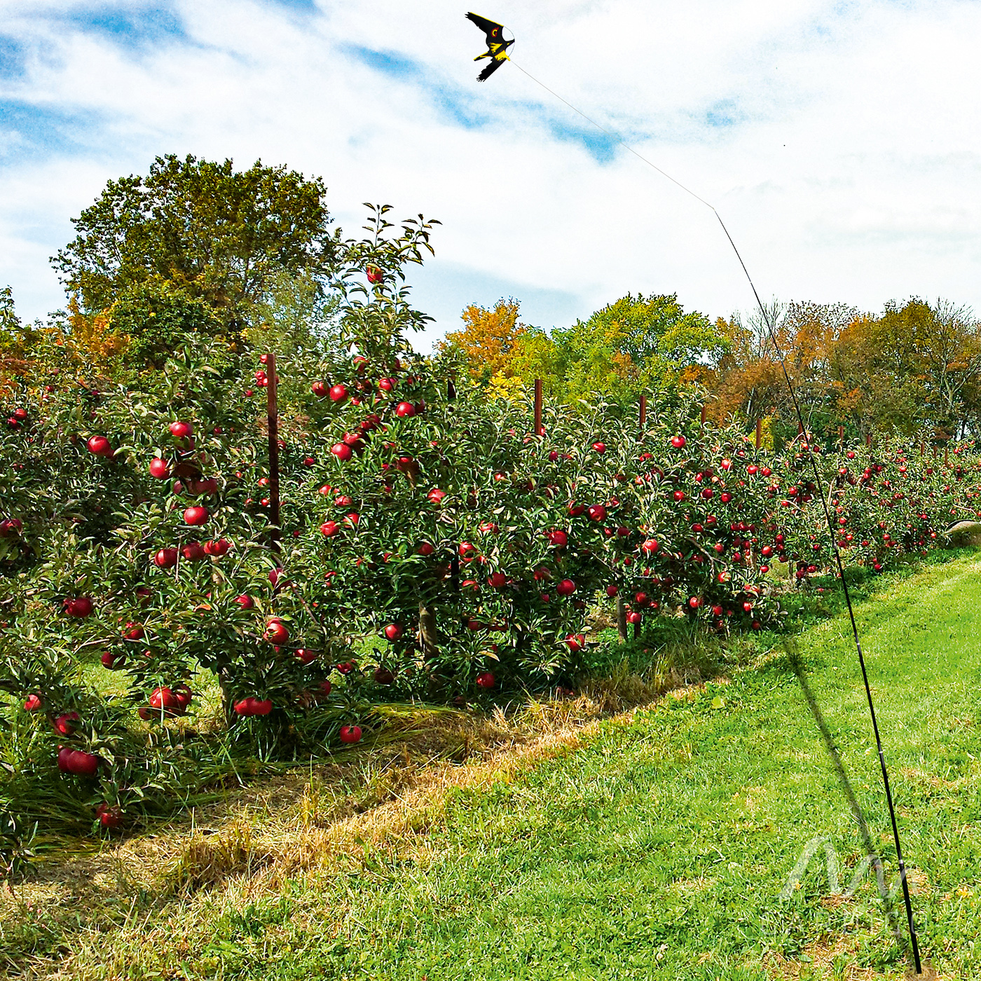 Vogelabwehr-schuetzt-Obstbaeume-60087 Vogelabwehr für Obstbäume und Plantagen